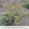callophrys chalybeitincta host plant mugergan 2